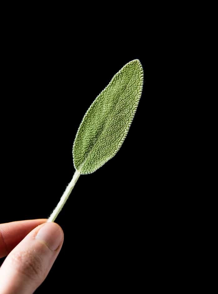Sage leaf with a black foreground