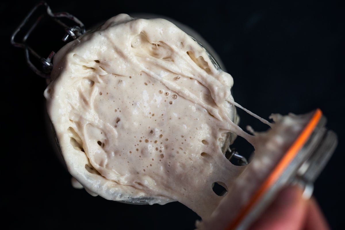 Opening a jar with a bubbly and active sourdough starter